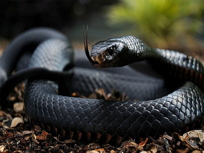 Mơ thấy rắn đen có ý nghĩa như thế nào?