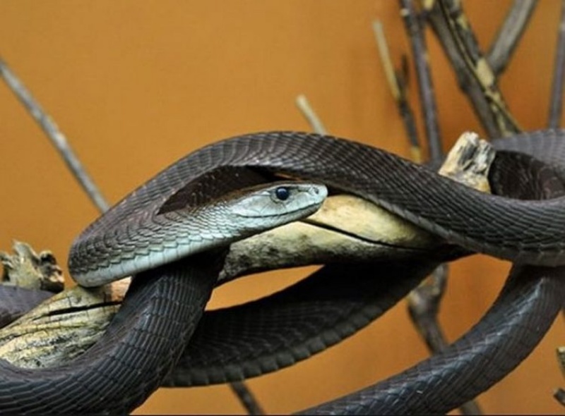 Chiêm bao thấy rắn đen ở trong rừng đánh con 12 - 27