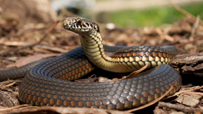Chiêm bao thấy rắn đuổi mang ý nghĩa đặc biệt gì?